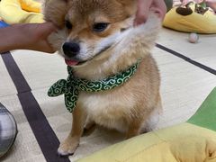 -逗柴咖啡屋·狗咖猫咖宠物桌游