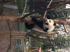 iphone_upload_pic-成都大熊猫繁育研究基地