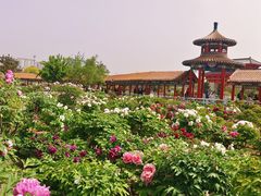 -曹州百花园
