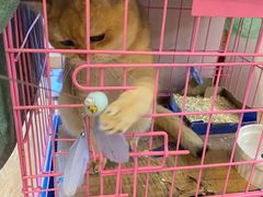-猫咪派对(江南西店)