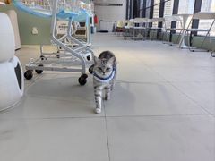 -怪兽屋·羊驼·猫咖·狗咖(俊华广场店)