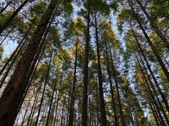 -黄海国家森林公园