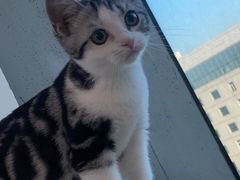 -lincat·猫舍(广州店)