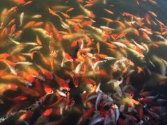 -安徽禾泉小镇
