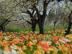 -名花谷生态庄园