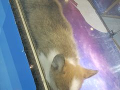 -乐宠宠物店(世纪金源店)