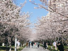 -高东镇樱花园