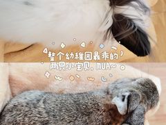 -猫猫幼稚园·撸猫·桌游·电玩