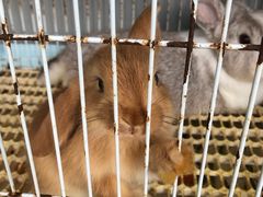 -楼上猫咖(罗湖店)