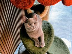 -猫大福·Fortune Cat猫舍(百子湾店)