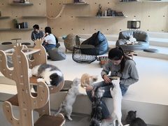 -飞行喵MR PILOT|猫舍·猫咖(静安大融城店)