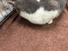 -宠颐生猫科·内科皮肤科(西平世纪城店)