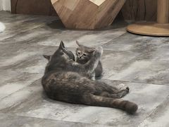 -楼上猫咖(罗湖店)
