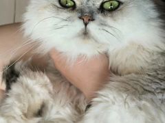 -平行世界·猫咖(首经贸店)
