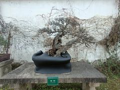 -拙政园