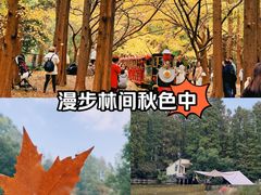 -共青国家森林公园-南大门停车场