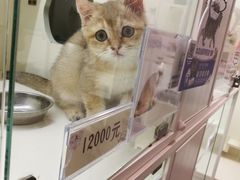 -十年猫舍·猫咪专门店(普陀店)
