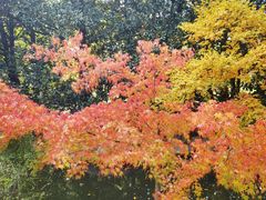 -上海共青森林公园