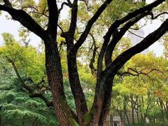 -叶叶菩提·晋福宫