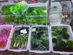 -双季花艺园艺市场(浦东店)