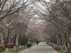 -高东镇樱花园