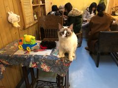 -猫色咖啡·猫咖