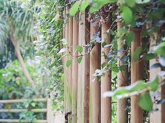 -中国科学院华南植物园