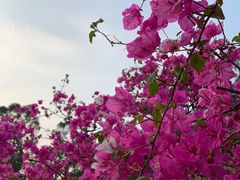-莲花山公园