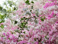 -深圳国际园林花卉博览园