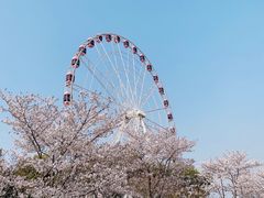 -顾村公园