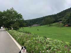 -武陵山森林公园