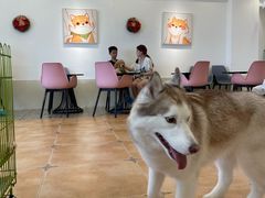 -Let's go狗咖·猫咖·奶狗·桌游(春熙路IFS店)