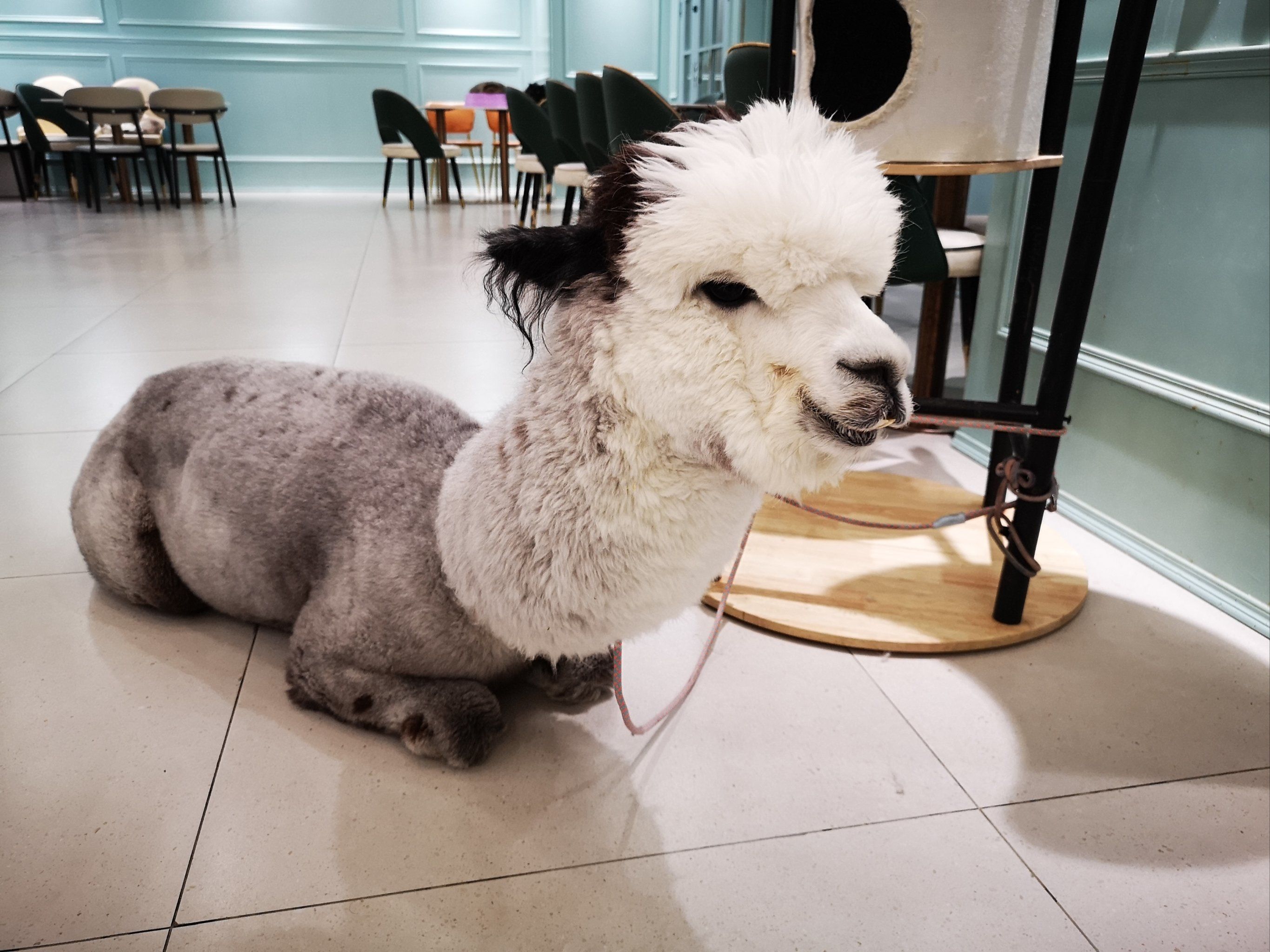 谁说羊驼会乱吐口水,他情绪真的稳定随便rua