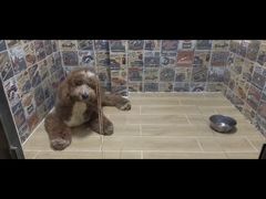 -宠物之家Pets Home 宠物寄养酒店