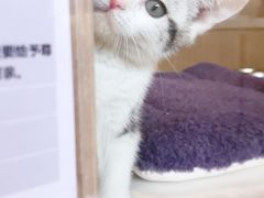 -悠尼宠物·独立低压伊珊娜洗护·美容·寄养(兰谷路店)