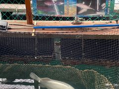 -蓝湾碧波·老字号·疍家非遗海上餐厅