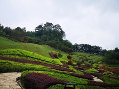 -紫颐香薰山谷景区