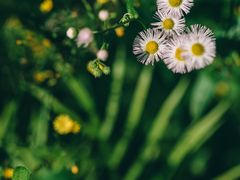 -上海滨江森林公园