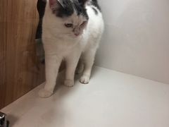 -李小姐の猫咖啡馆(五角场店)