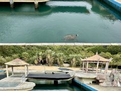 -广东惠东海龟国家级自然保护区