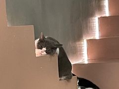 -猫儿山۰猫主题餐厅