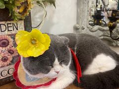 -共舞时光猫咖·狗咖(新街口店)