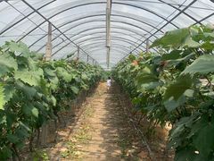 -马陆小张葡萄园农家乐