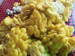 榆黄蘑-养顺农家院