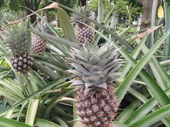 -南通洲际绿博园