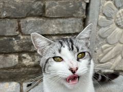 -西安大兴善寺