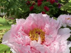 -洛阳郁金香牡丹园