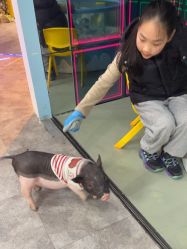 -神奇动物撸宠馆·羊驼·小浣熊·异宠(豫园店)