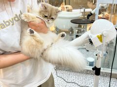 -momokira米努特·德文卷毛猫·棉花面纱犬