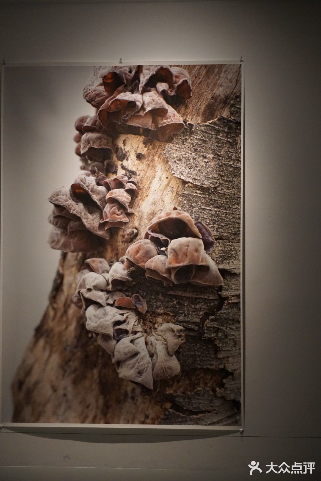 博物馆商场K11，逛街还能看展览[加油]